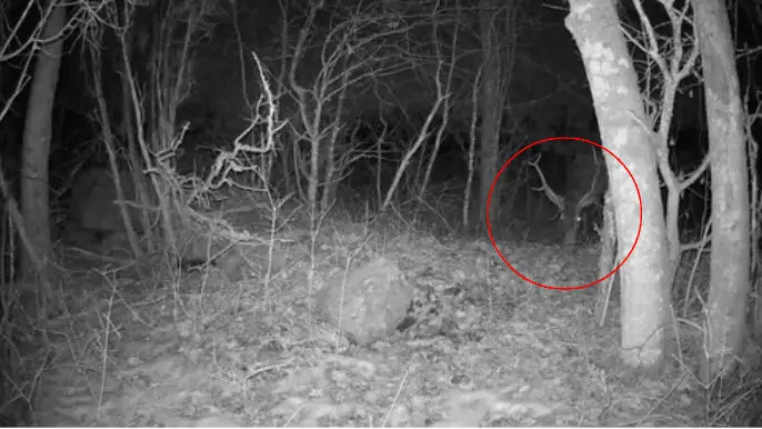 Deer Hidden
