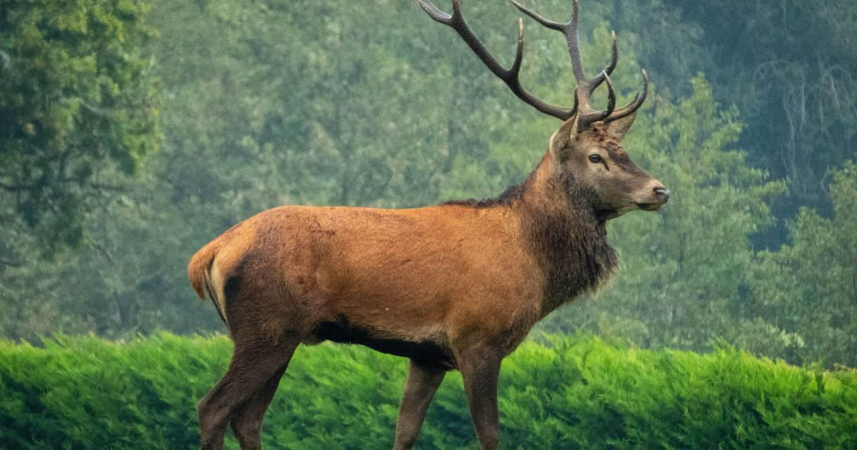 Deer in field