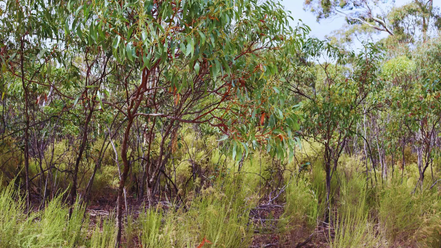 Dense Australian Bushland