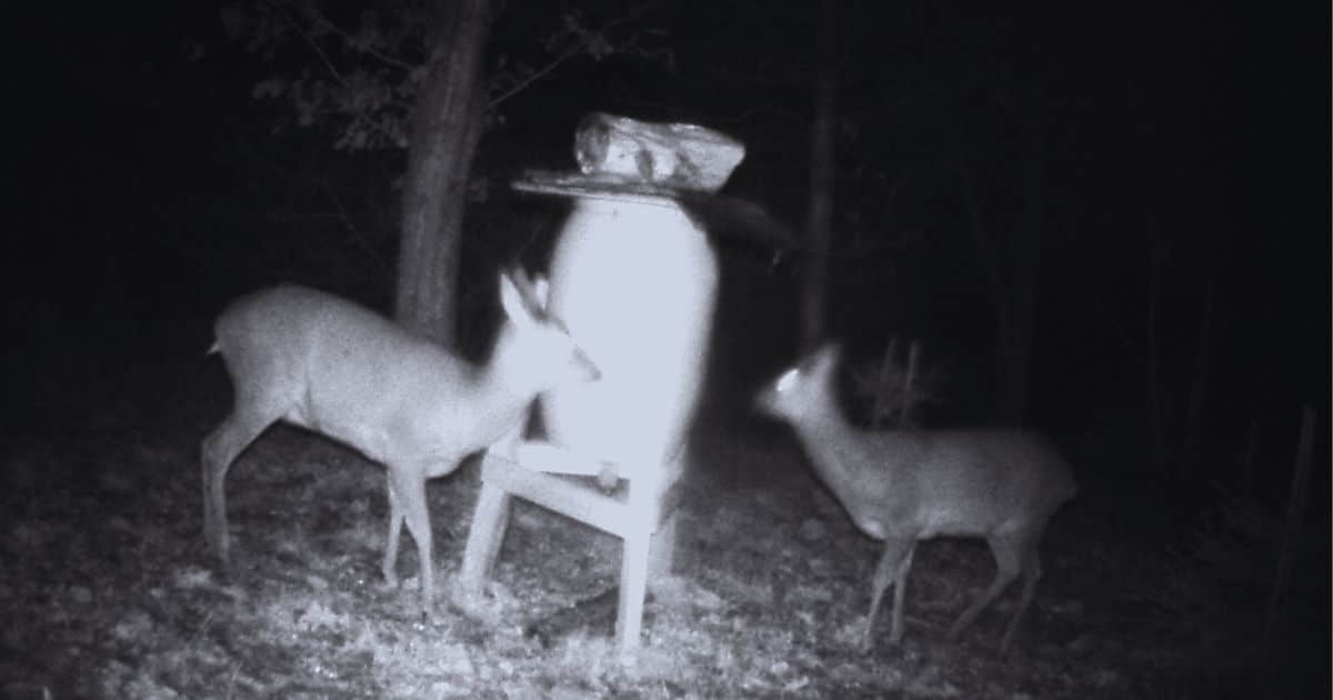 Digital Night Vision
