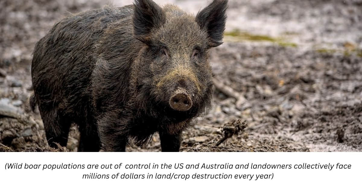 Feral Pig