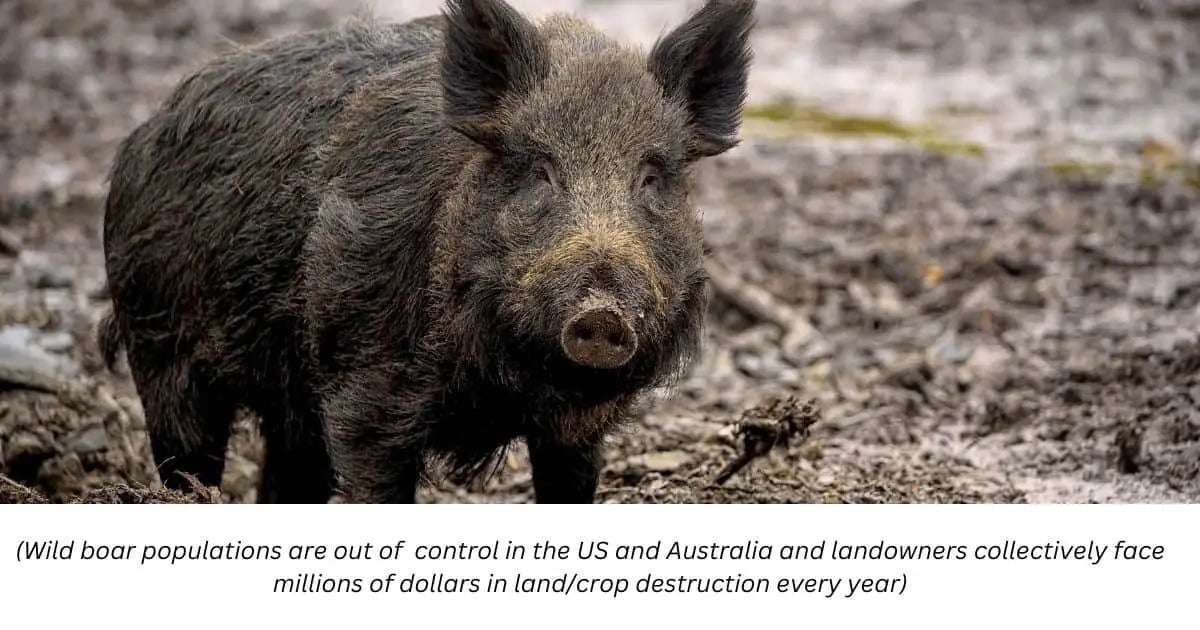 Feral Pig