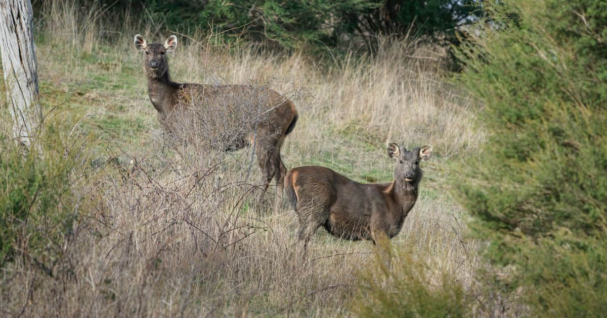 Feral deer