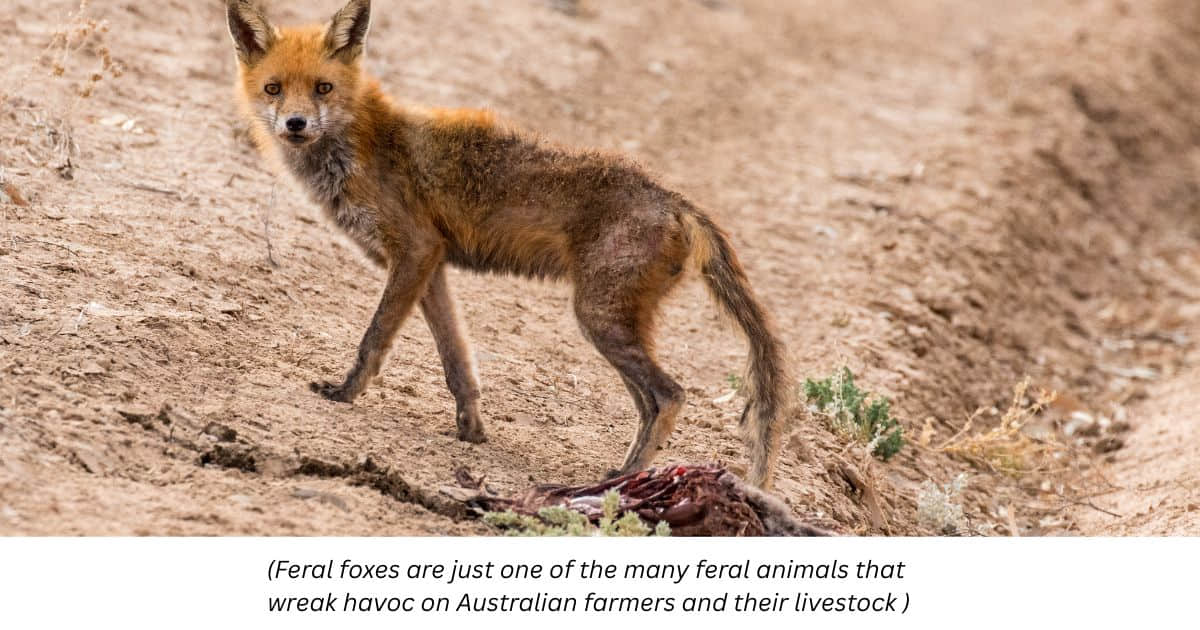 Feral fox