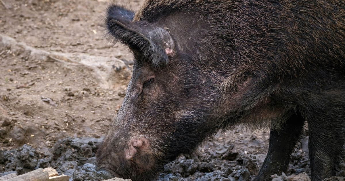Feral pig destroying land