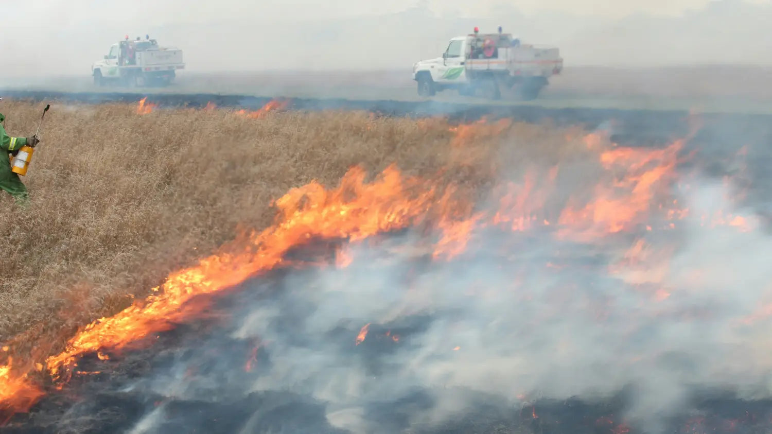 Forest Management and Burning