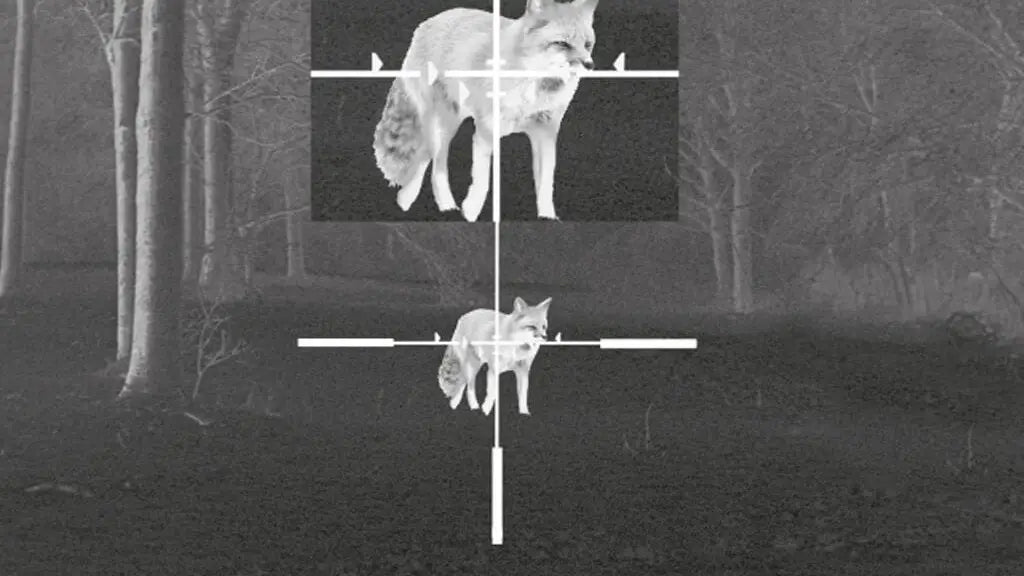 Fox Spotted Through Thermal Scope