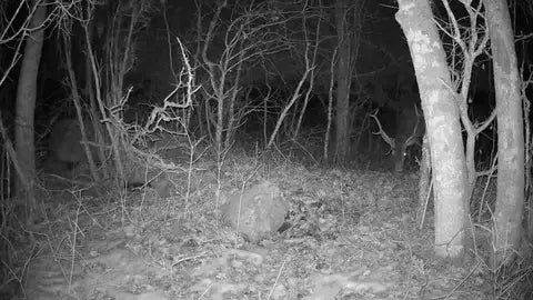 Hidden Deer in Night Vision Footage
