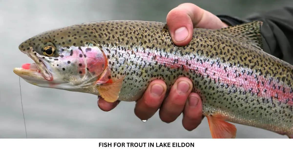 Lake Eildon Trout