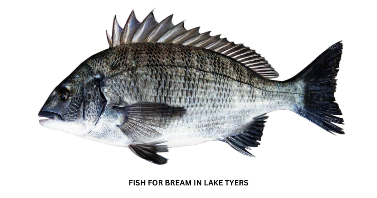 Lake Tyers Bream