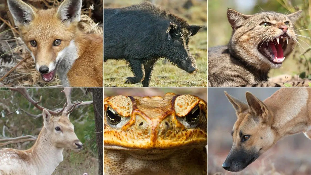 List of Feral Animals