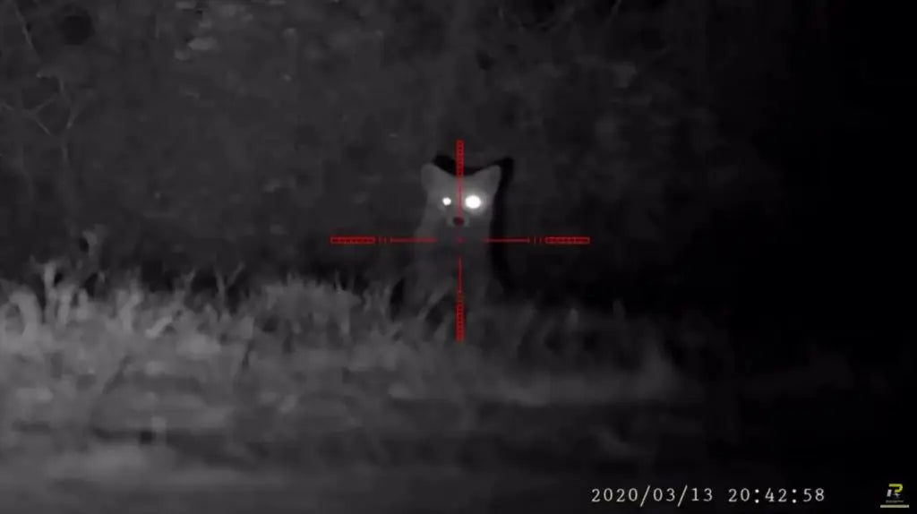 Night Vision Footage of Fox