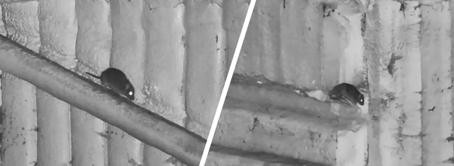 Night Vision oF Rat in Shed