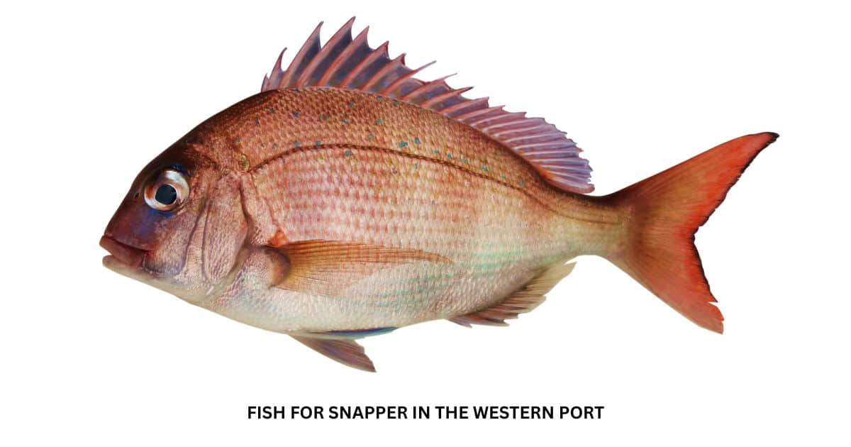 Port Phillip Bay Snapper