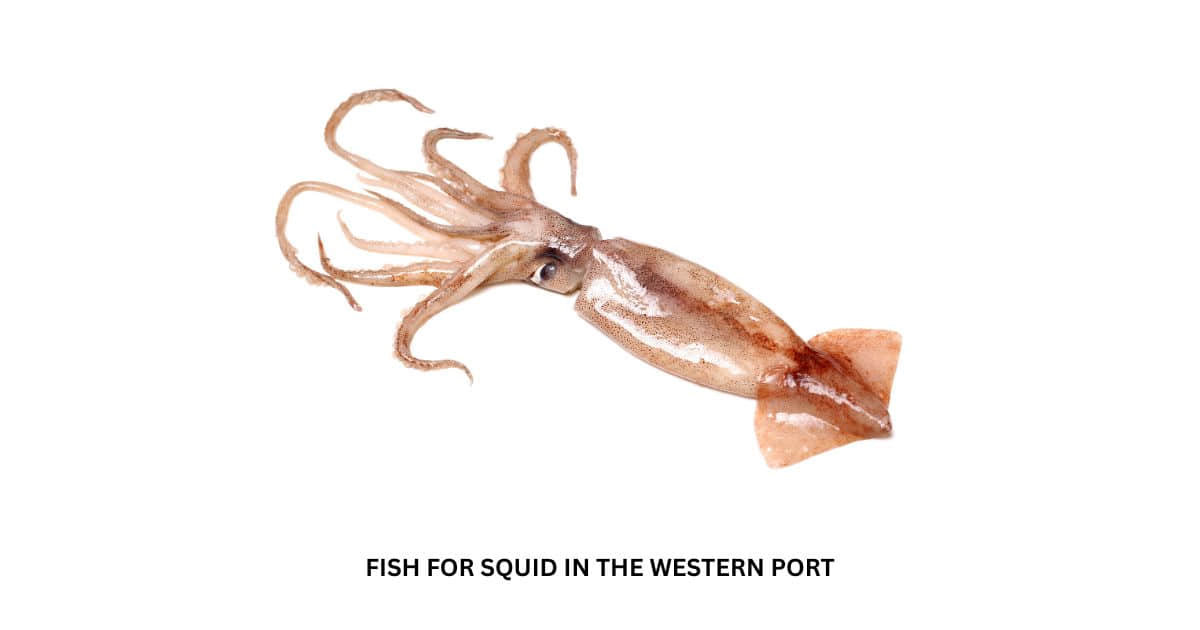 Western Port Squid