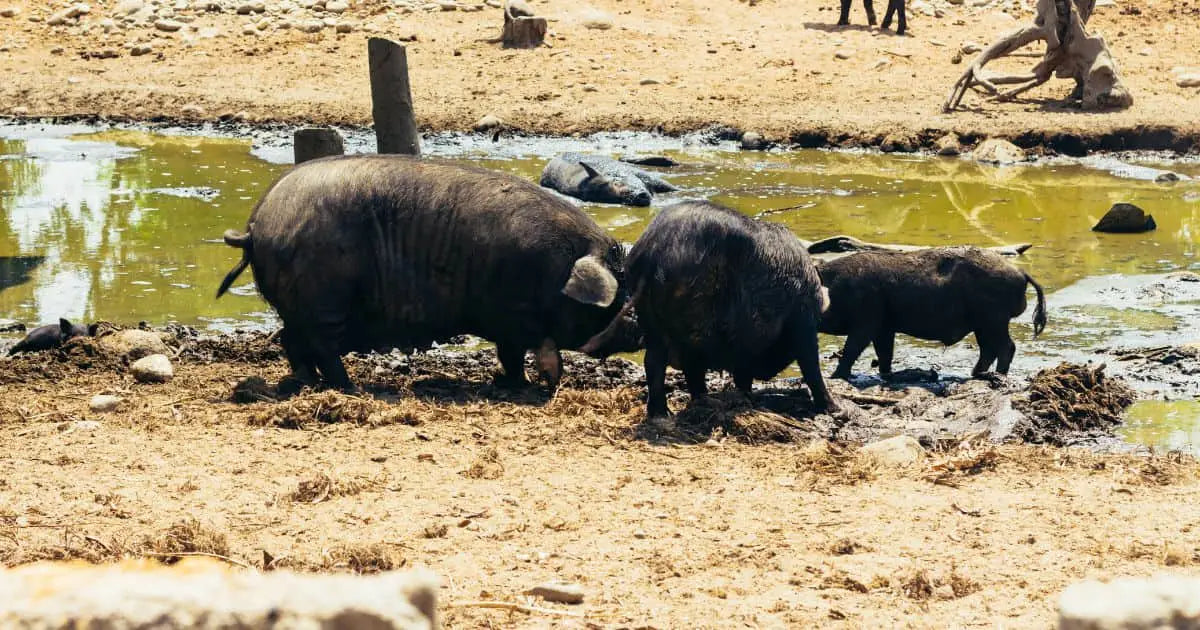 Wild boars near water hole